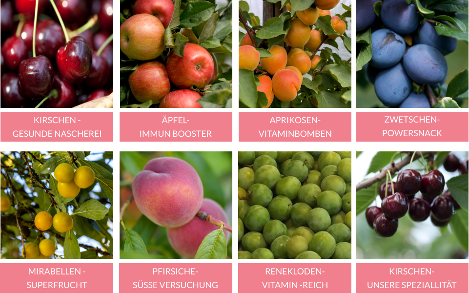 KIRSCHEN -  GESUNDE NASCHEREI ÄPFEL- IMMUN BOOSTER APRIKOSEN- VITAMINBOMBEN ZWETSCHEN- POWERSNACK MIRABELLEN -SUPERFRUCHT  PFIRSICHE- SÜSSE VERSUCHUNG   RENEKLODEN- VITAMIN -REICH KIRSCHEN- UNSERE SPEZIALLITÄT